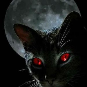 Meet your Posher, Maha